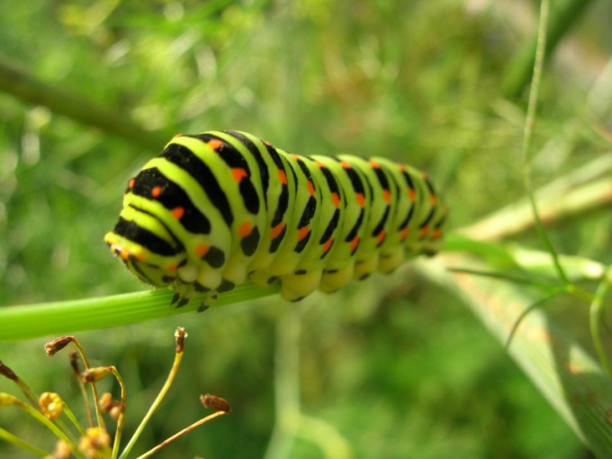 How to get rid of caterpillars