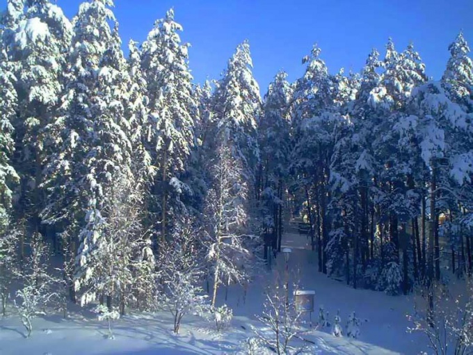 Belovezhskaya Pushcha in winter - a fascinating spectacle