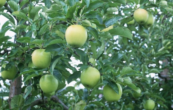 Как бороться с вредителями яблонь