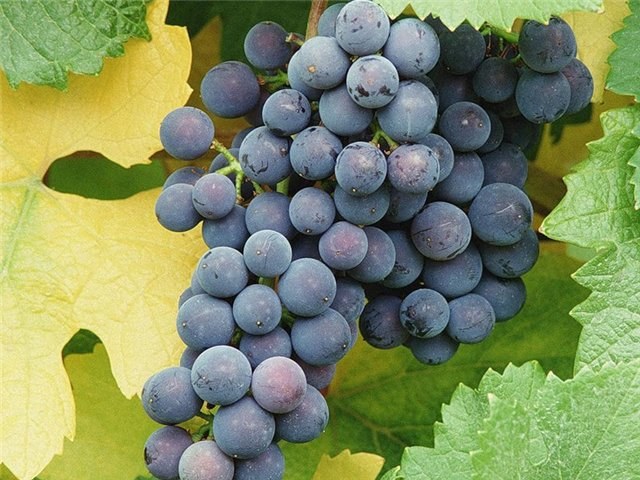 How to grow grapes in the Urals