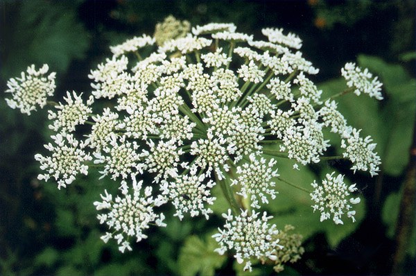 How to withdraw Hogweed