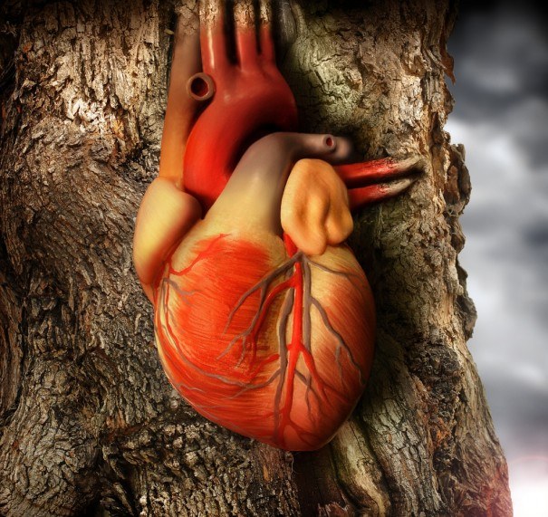 Как выглядит сердце человека