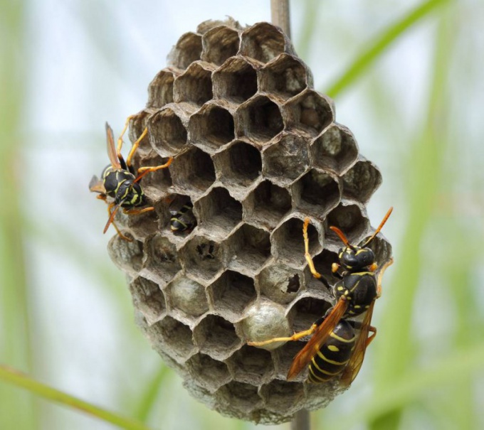 How to bring a hornet's nest