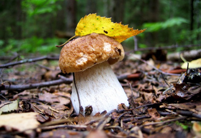 Белый гриб предпочитает не очень густые хвойные леса