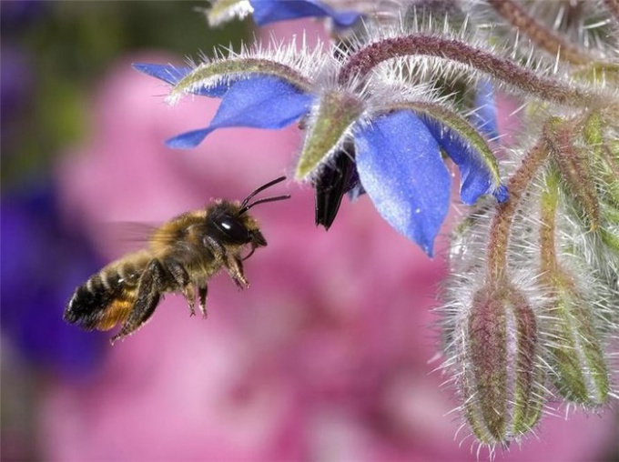 Как защититься от пчел
