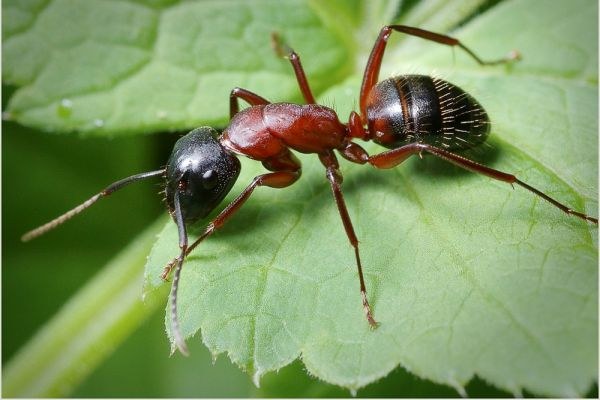 Как бороться с муравьями