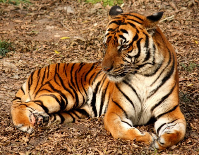 Почему тигр полосатый