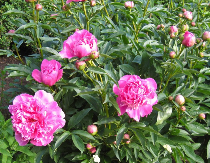 Why not bloom peonies