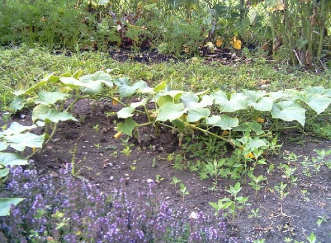 Why yellow leaves of the cucumbers