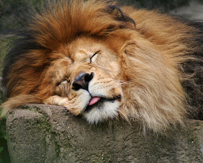 какое животное спит по 15-20 минут