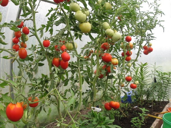 Как поливать помидоры в теплице