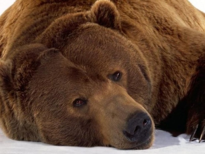 Почему медведь спит