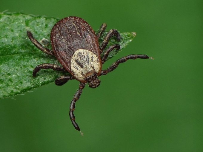 What disease is transmitted by ticks