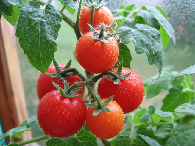 Как посадить помидоры в теплицу