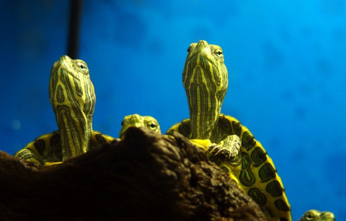 How to change the water in the aquarium for turtles