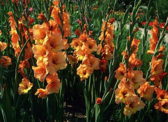 How to plant gladiolus