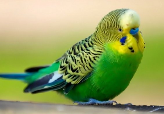 Как ухаживать за волнистыми попугаями