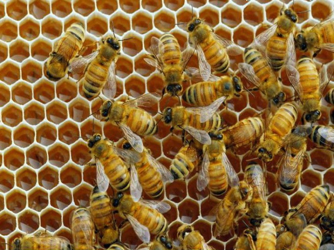 Как сделать отводок пчел