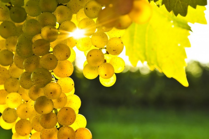 Как ухаживать за виноградом осенью