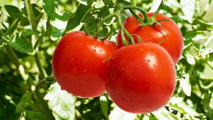 Как удалять пасынки у помидоров