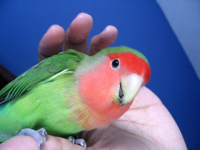 How to call parrot lovebird