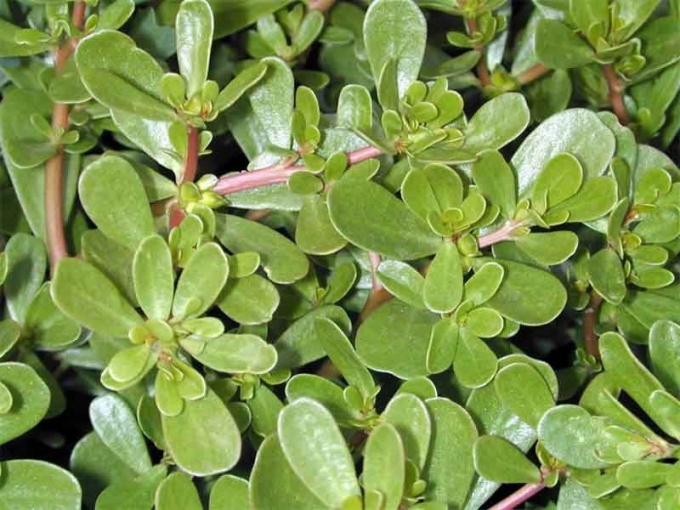 How to deal with garden purslane