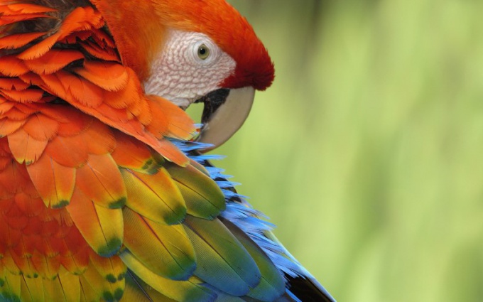 Why parrots are itching
