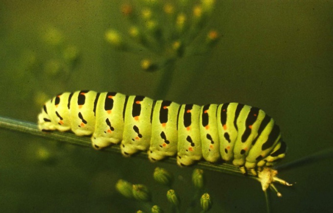 Caterpillar 