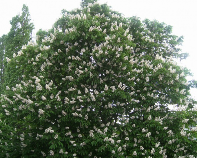 Blooming chestnut