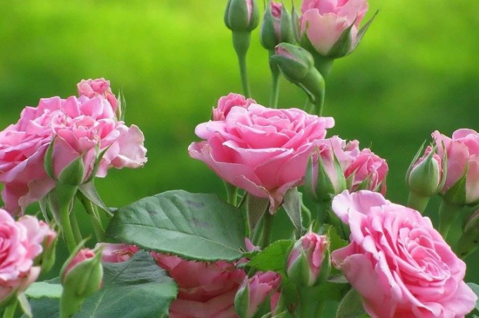 How to transplant a tea rose
