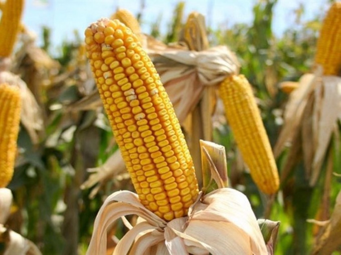 Как отличить кормовую кукурузу