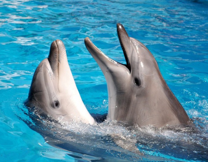звуки издаёт дельфин