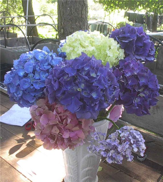 How to combine hydrangeas in the bouquet 