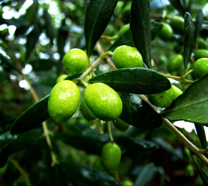Чем полезны оливки