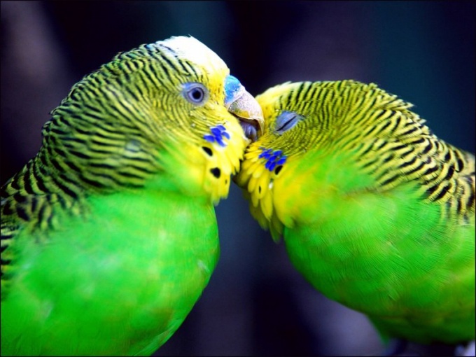 How old are the budgies at home?