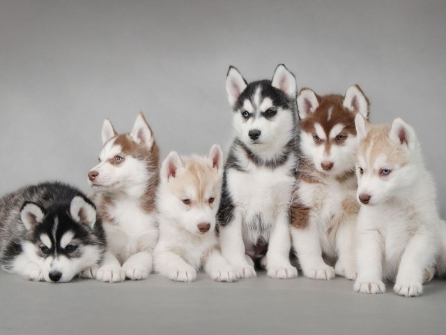 How much is a husky puppy
