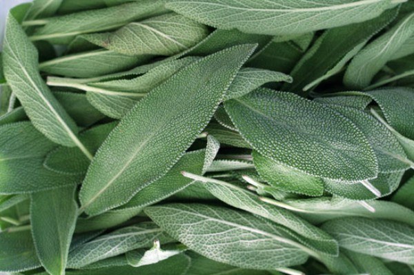How to prepare sage