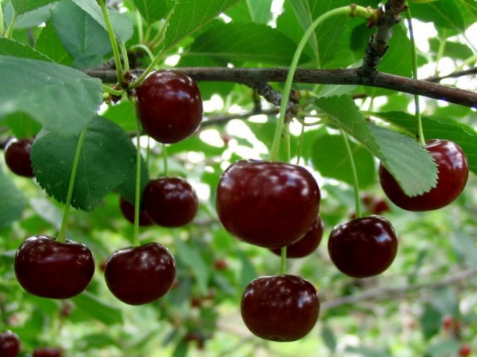 С момента посадки до периода плодоношения вишни обычно проходит 7-8 лет