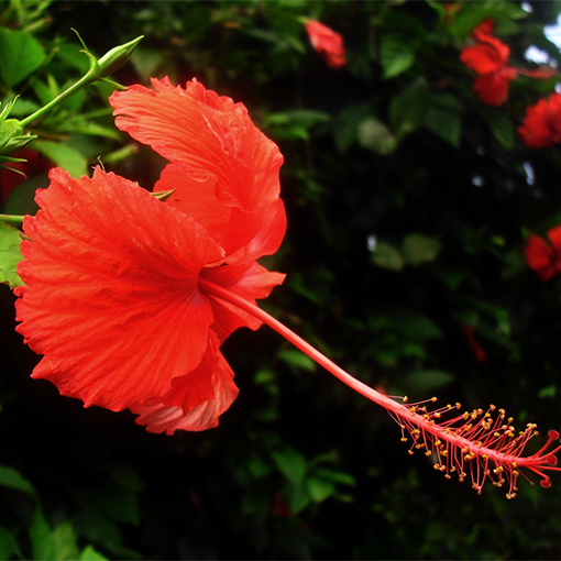 Why not bloom hibiscus 