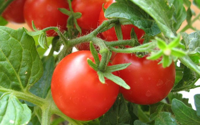 How to grow tomatoes at home
