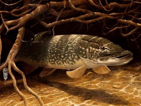What fish are found in rivers