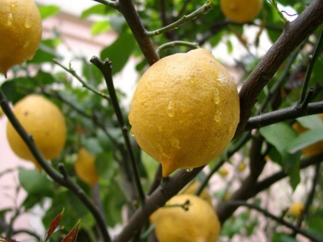 Как вырастить лимон из косточки дома