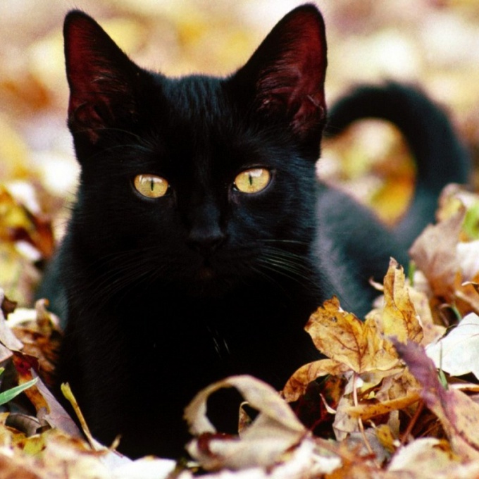 Магия черных кошек