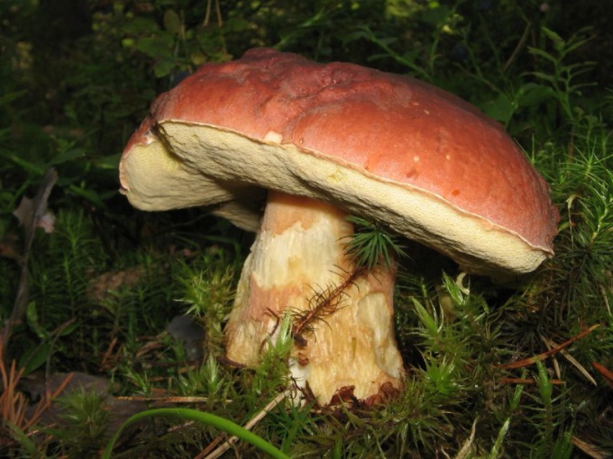 Белые грибы - шедевр природы!