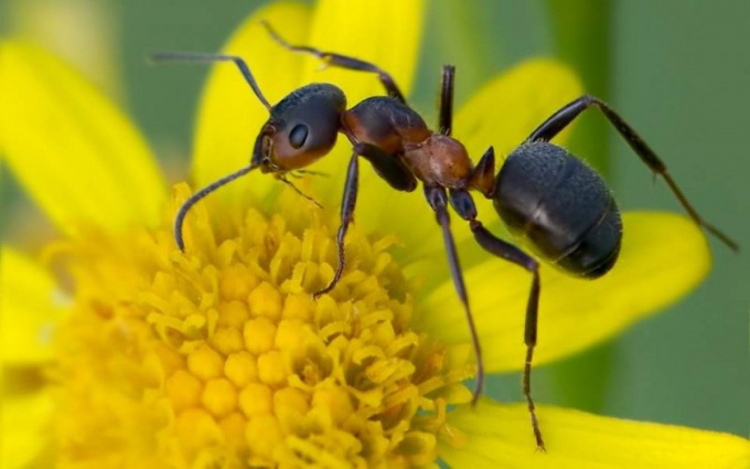 Как спастись от муравьев на даче