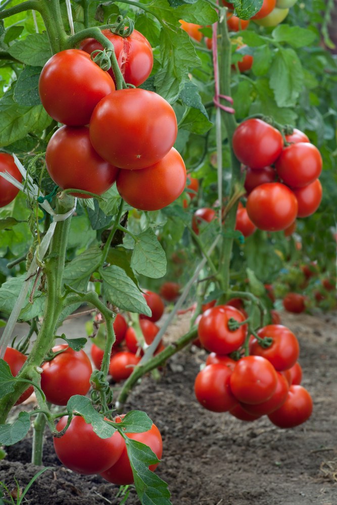 Основные моменты для получения большого урожая томатов.