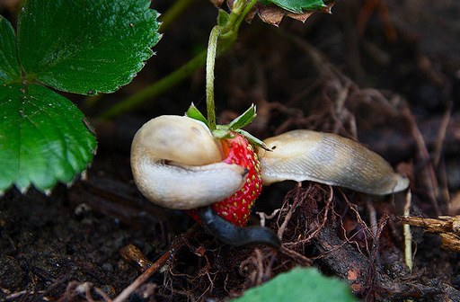 How to get rid of slugs in strawberries
