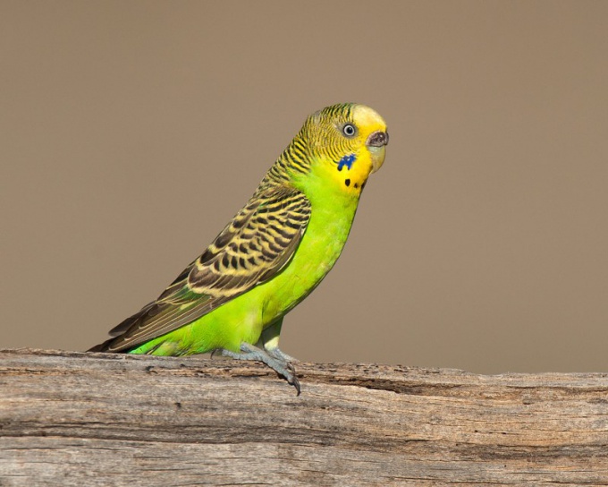 Как отличить самок попугайчиков от самцов