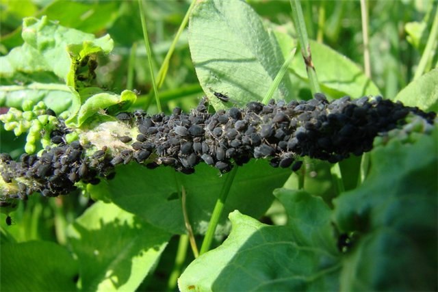 How to deal with black aphids