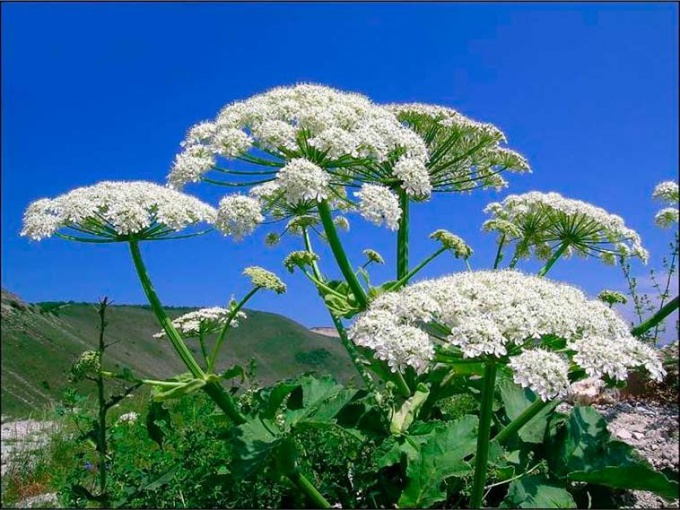 Cow parsnip: what to do if you burn